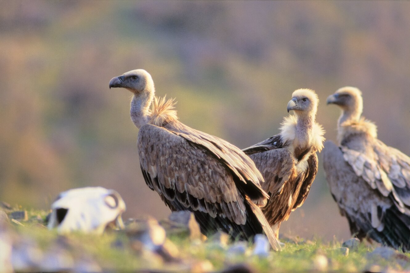 Birding in one of the most ancient European countries (Birds & Ancient History) -NEW-